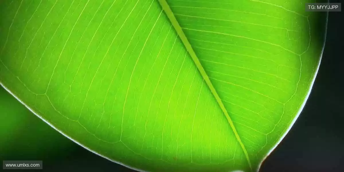 实时比分,精彩瞬间不容错过!📊⏱️